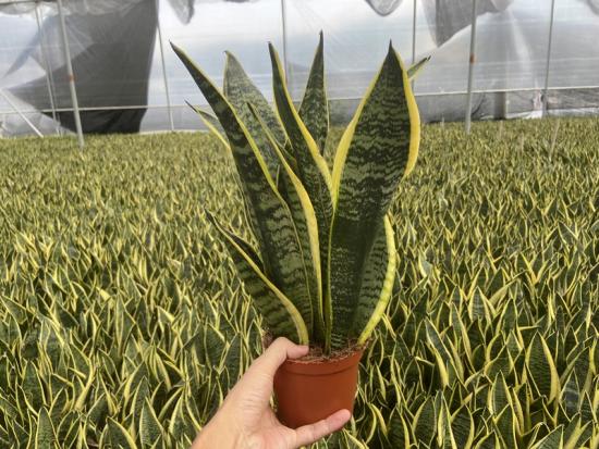 sansevieria superba 11cm pot