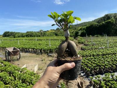 ficus ginseng