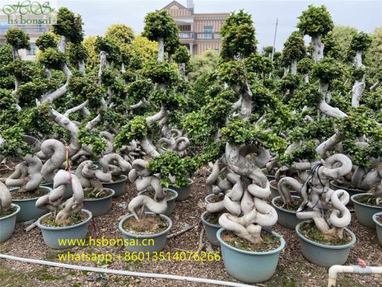 ficus microcarpa tree