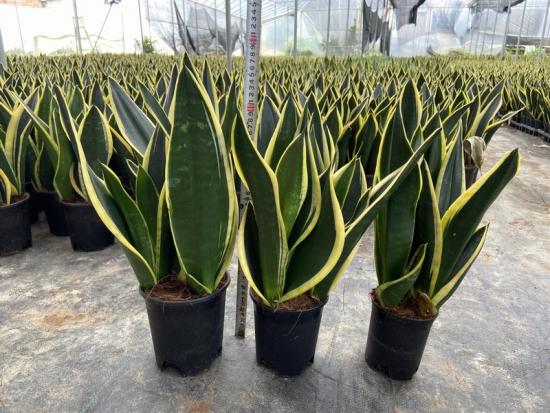 sansevieria overlord