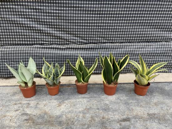 sansevieria succulents hahnii