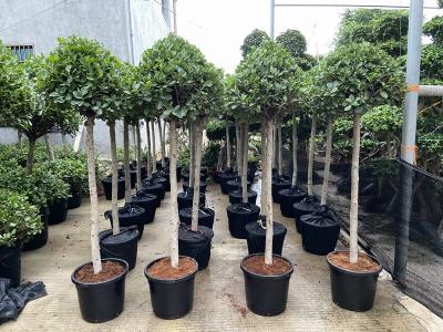 ficus panda one ball shape