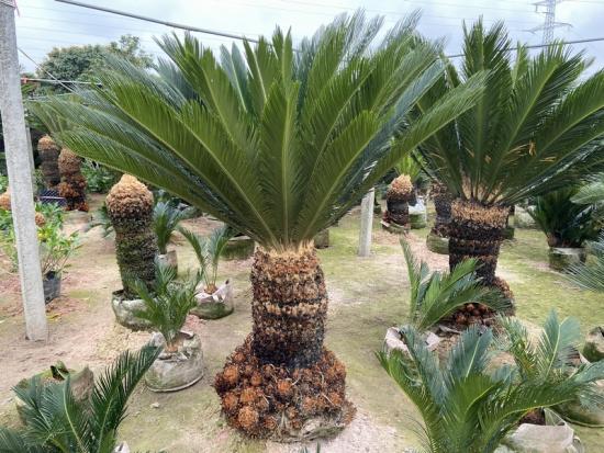 king sago palm plant