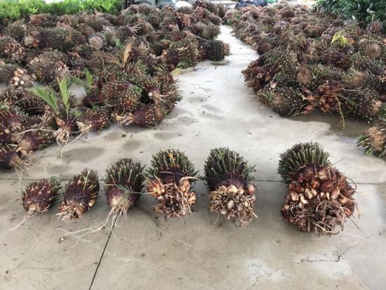 king sago palm plant without leaves