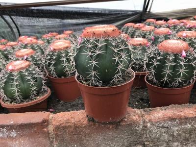 Saguaro cacti Melocactus