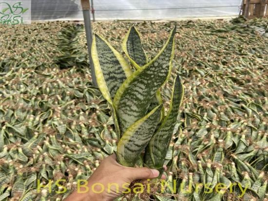 sansevieria superba bare root