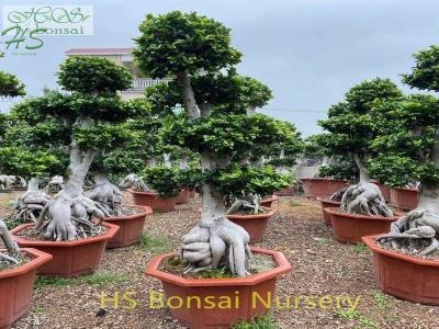 Big ficus ginseng air root bonsai