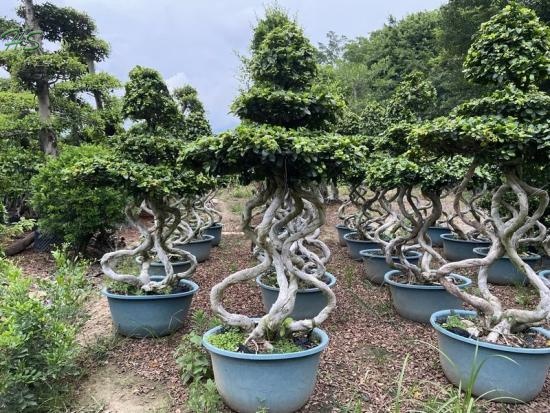 4s shape ficus bonsai