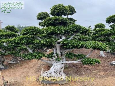 ficus air root bonsai