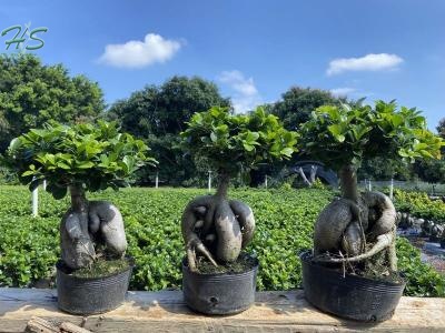 Ficus microcarpa ginseng
