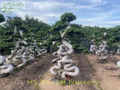 ficus strange dragon bonsai