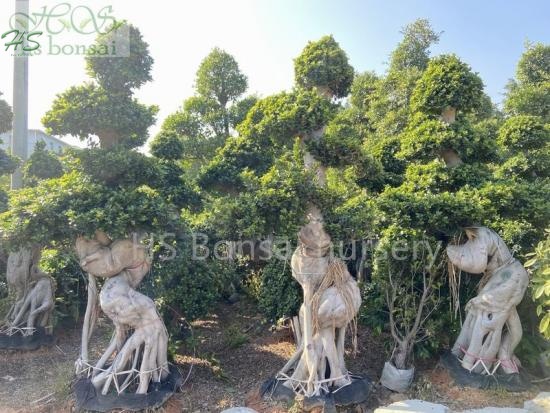 ficus microcarpa dragon shape bonsai