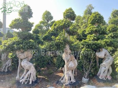 ficus microcarpa dragon shape bonsai
