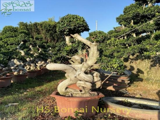 natural plant fig ficus bonsai tree