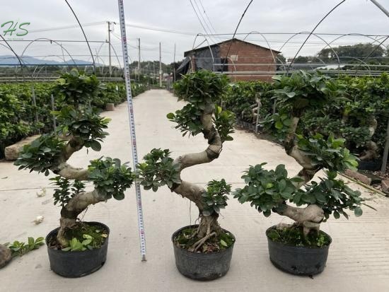 Ficus microcarpa s shape