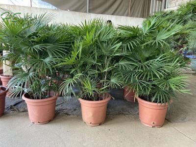 Rhapis Multifida Burret Palm