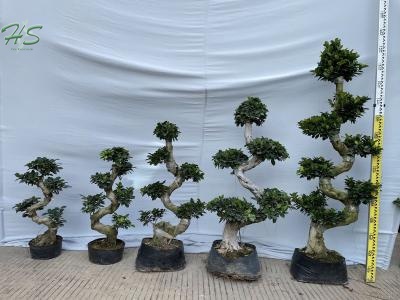 Ficus microcarpa s shape