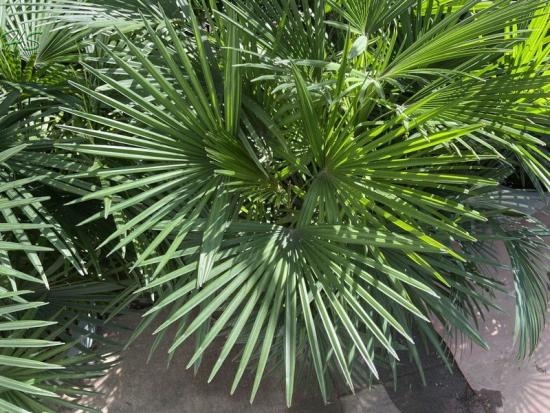 Rhapis Multifida Burret Palm