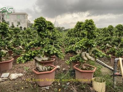 Small size Ficus microcarpa s shape