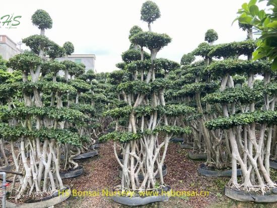 Multi branch ficus bonsai