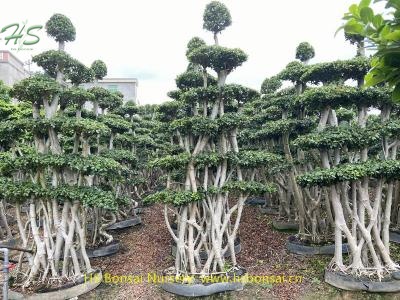 Multi branch ficus bonsai