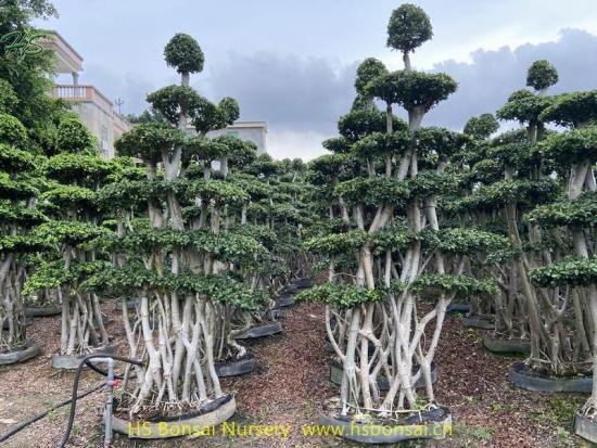 Multi branch ficus bonsai