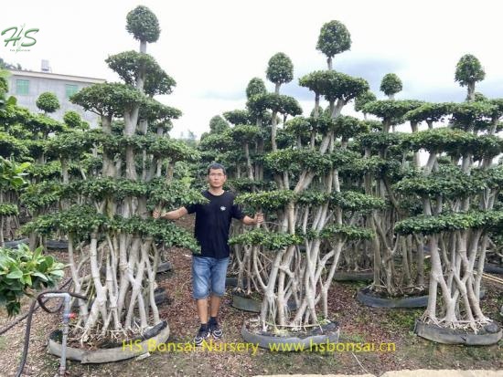 Multi branch ficus bonsai