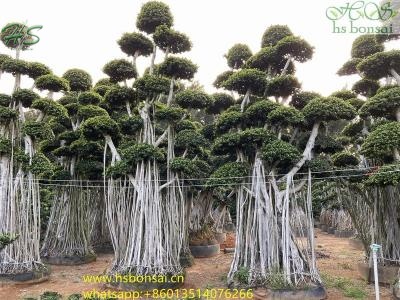 huge ficus bonsai