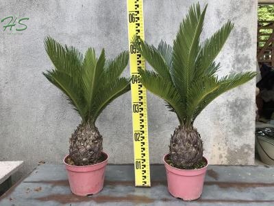 cycas potted with leaves