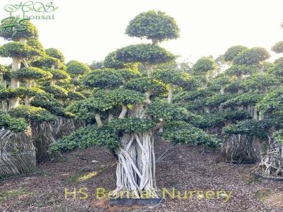 ficus bonsai with stone