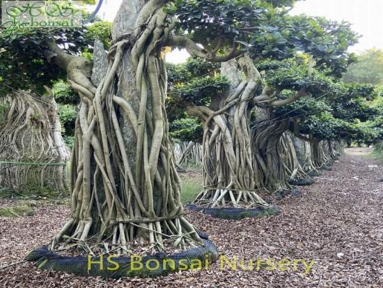 ficus bonsai with stone