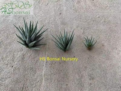 Haworthia