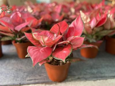 Aglaonema Rich Red red beauty red Thailand red