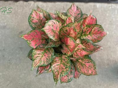 Aglaonema variegated with silver and green coloration