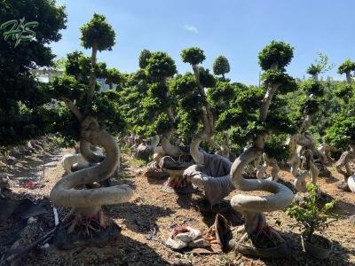 Chair shape ficus bonsai