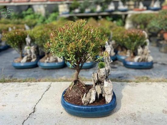 buxus bonsai tree