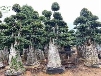 ficus aerial root nanan root bonsai