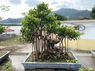 Unique styles with aerials ficus bonsai