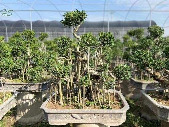 Aerial ficus bonsai plant