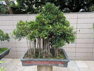 ficus aerial root bonsai