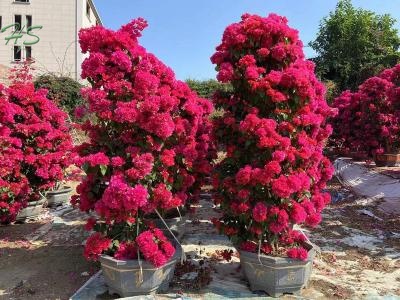 Tong'An Red  bougainvillea glabra tree