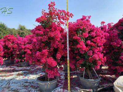 Red flower bougainvillea glabra