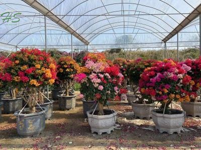 Multi color  bougainvillea glabra tree