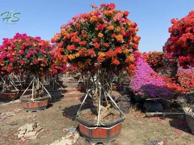 Wholesale Outdoor Bougainvillea Bonsai