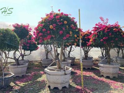 Wholesale colorful Bougainvillea Bonsai