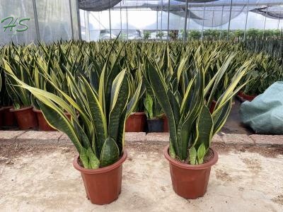 Sansevieria Golden Leaves 17cm Pot