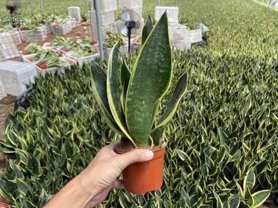 Easy Care Sansevieria Golden Leaves