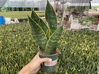 Snake Plant Sansevieria Trifasciata Golden