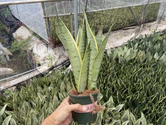 Snake Plant Sansevieria Superba Snow White