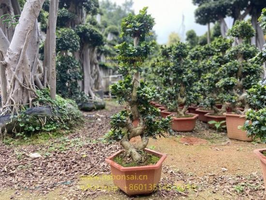 Ficus 8 shape microcarpa bonsai tree